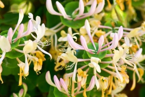 Avoid Invasives